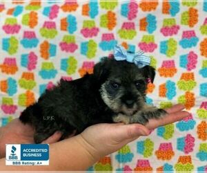 Schnauzer (Miniature) Puppy for sale in WINNSBORO, LA, USA