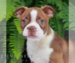 Small Boston Terrier
