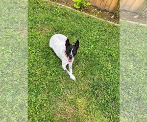 Spotty - Male Mutt Dog for Adoption - Photo #16
