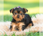 Puppy Sage Yorkshire Terrier
