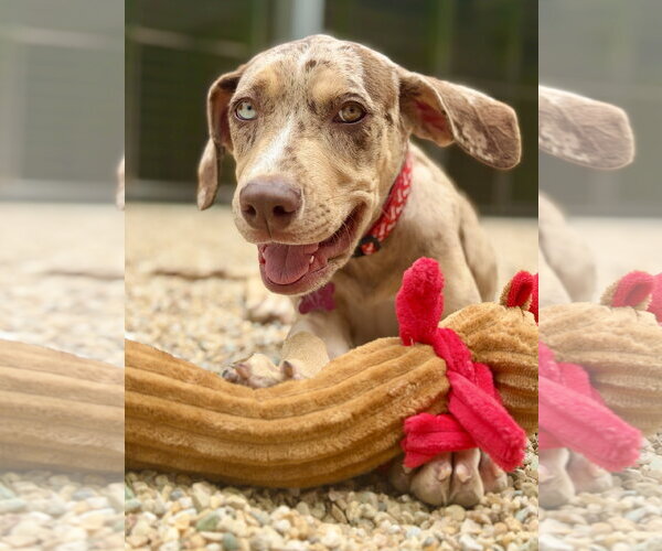 Medium Photo #4 Catahoula Leopard Dog-Unknown Mix Puppy For Sale in West Cornwall, CT, USA