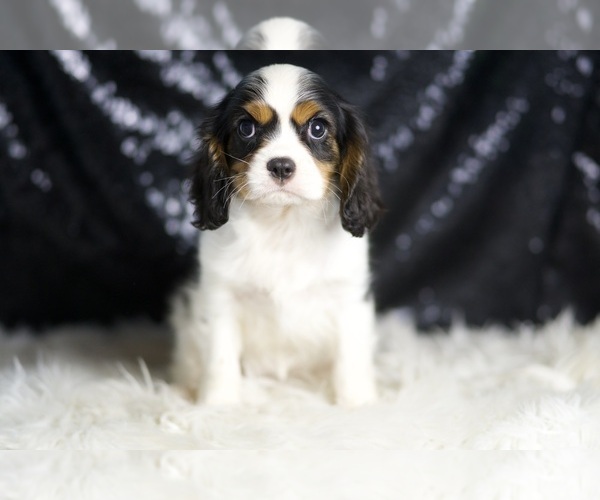 Medium Photo #6 Cavalier King Charles Spaniel Puppy For Sale in WARSAW, IN, USA