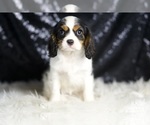 Small #5 Cavalier King Charles Spaniel