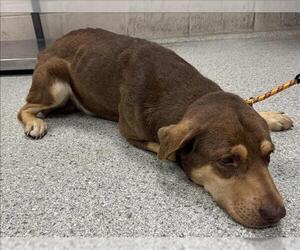 Labrador Retriever-Unknown Mix Dogs for adoption in Conroe, TX, USA