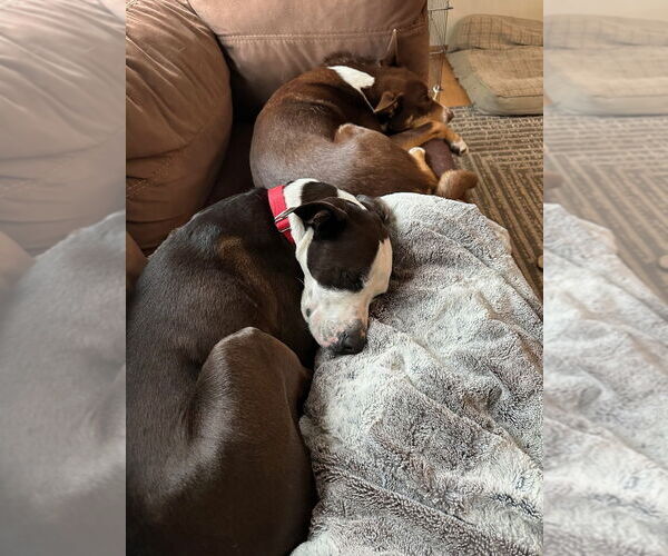 Medium Photo #6 American Bulldog-Labrador Retriever Mix Puppy For Sale in Canton, CT, USA