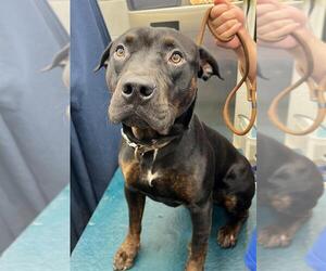 Rottweiler-Unknown Mix Dogs for adoption in Mobile, AL, USA