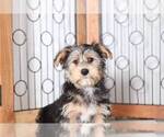 Small Photo #2 Havashire Puppy For Sale in NAPLES, FL, USA