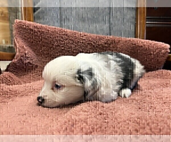 Medium Photo #9 Australian Shepherd Puppy For Sale in AUBURN, IN, USA