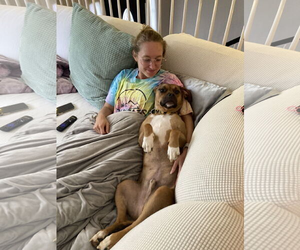 Medium Photo #9 Boxer-Unknown Mix Puppy For Sale in Holly Springs, NC, USA