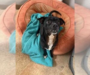 Little Black Dog - Male Mutt Dog for Adoption - Photo #2