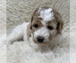 Small Photo #23 Double Doodle Puppy For Sale in PIERSON, FL, USA