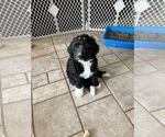 Small Photo #24 Bernedoodle Puppy For Sale in CANTON, MI, USA