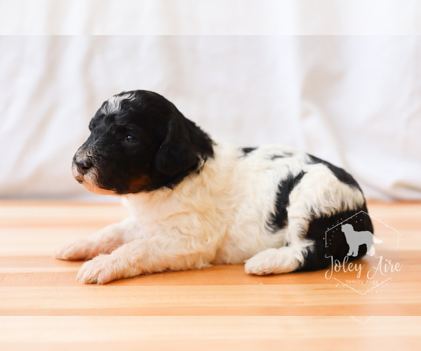 Medium Photo #11 Bernedoodle Puppy For Sale in CARLOCK, IL, USA