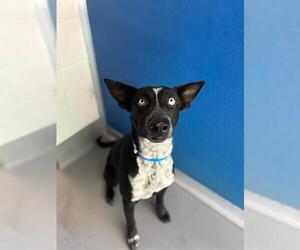 Siberian Husky-Unknown Mix Dogs for adoption in Visalia, CA, USA