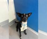 *JACK SKELLINGTON - Male Siberian Husky-Unknown Mix Dog for Adoption - Small photo