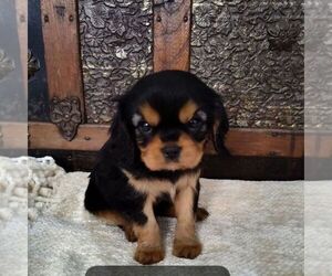 Cavalier King Charles Spaniel Puppy for sale in BLAIRS MILLS, PA, USA