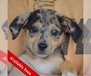 Australian Shepherd-Unknown Mix Dogs for adoption in Huntley, IL, USA