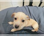 Small Photo #10 Chiweenie Puppy For Sale in PINSON, AL, USA
