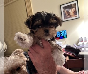 Yorkshire Terrier Puppy for sale in PADUCAH, KY, USA