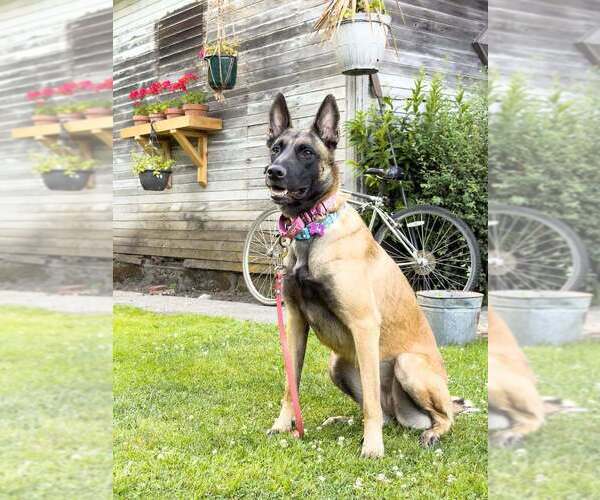 Medium Photo #10 Mutt Puppy For Sale in Imlay City, MI, USA
