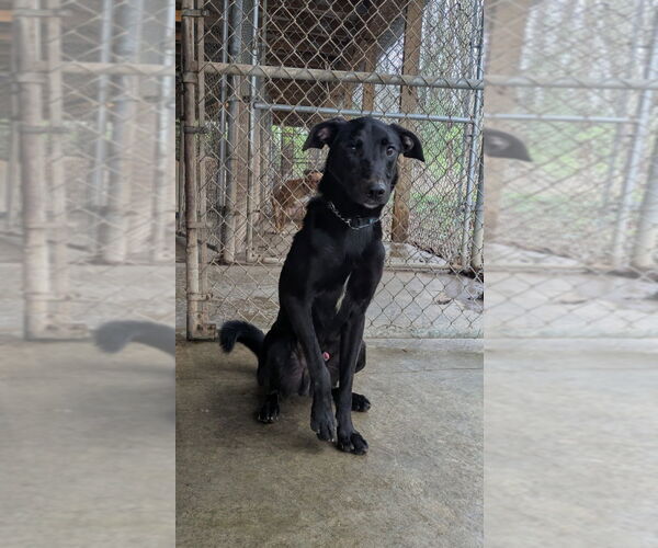 Medium Photo #6 Labrador Retriever Puppy For Sale in Richmond, IN, USA