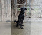 Small #5 Labrador Retriever