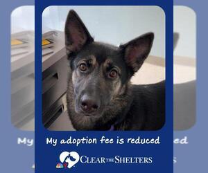 German Shepherd Dog-Siberian Husky Mix Dogs for adoption in Dedham, MA, USA