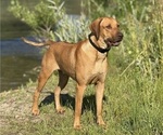 Small Photo #1 Labrador Retriever-Rhodesian Ridgeback Mix Puppy For Sale in FRESNO, CA, USA