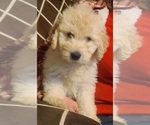 Small Photo #18 Pyredoodle Puppy For Sale in MOORESVILLE, NC, USA