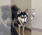 Small Siberian Husky