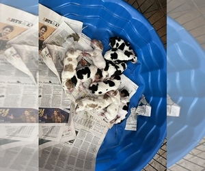 Basset Hound Puppy for sale in TOLLAND, CT, USA