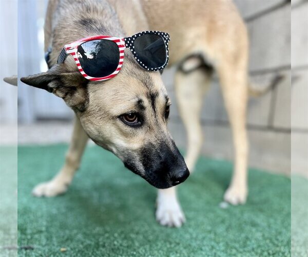 Medium Photo #5 Australian Kelpie-Unknown Mix Puppy For Sale in Dana Point, CA, USA