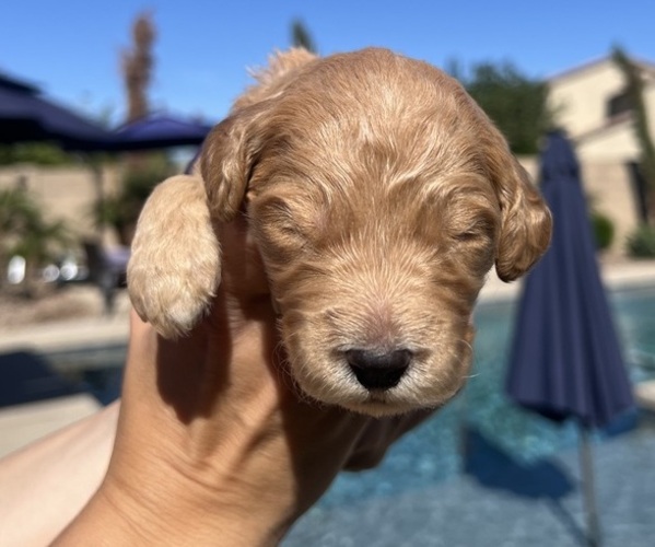 Medium Photo #4 Goldendoodle Puppy For Sale in PHOENIX, AZ, USA