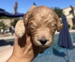 Small Photo #24 Goldendoodle Puppy For Sale in PHOENIX, AZ, USA