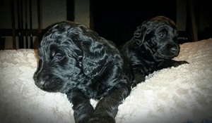 Labradoodle Puppy for sale in CARBON, IN, USA
