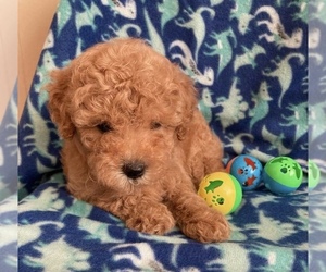 Poodle (Toy) Puppy for sale in EVERTON, AR, USA
