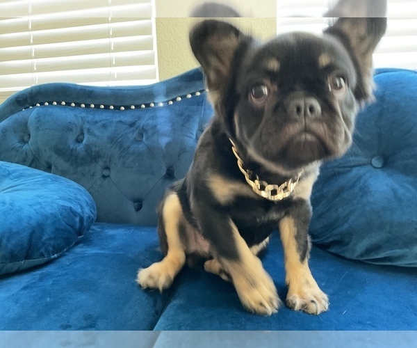 Medium Photo #3 French Bulldog Puppy For Sale in WEST HOLLYWOOD, CA, USA
