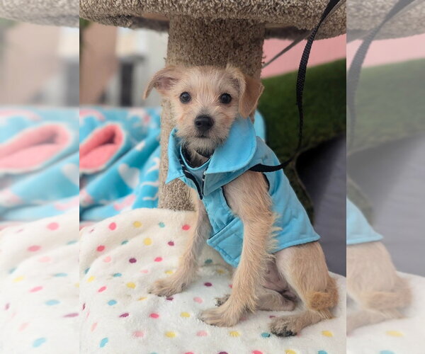 Medium Photo #1 Norfolk Terrier-Unknown Mix Puppy For Sale in San Diego , CA, USA