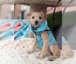 Norfolk Terrier-Unknown Mix Dogs for adoption in San Diego , CA, USA