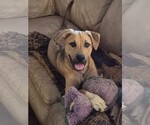 Rex - Male Black Mouth Cur-Unknown Mix Dog for Adoption - Small photo