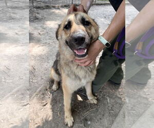 Mutt Dogs for adoption in Virginia Beach, VA, USA