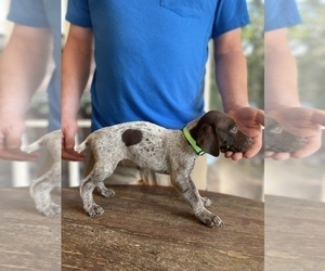 German Shorthaired Pointer Puppy for Sale in MOUNT HOLLY, North Carolina USA