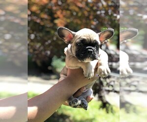 French Bulldog Puppy for Sale in READING, Pennsylvania USA