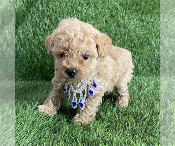 Medium Photo #10 Poodle (Toy) Puppy For Sale in BEVERLY HILLS, CA, USA