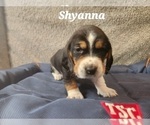 Small Photo #36 Basset Hound Puppy For Sale in BYHALIA, MS, USA