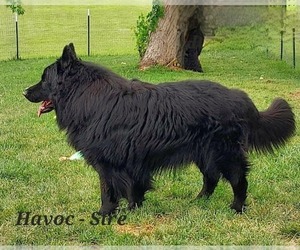 Father of the German Shepherd Dog puppies born on 12/03/2025