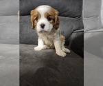 Puppy Chip Cavalier King Charles Spaniel
