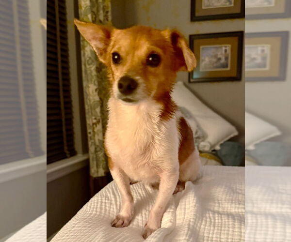 Medium Photo #2 Chihuahua Puppy For Sale in Boonton, NJ, USA