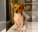 Small #1 Chihuahua