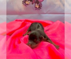 Morkie Puppy for sale in CASSVILLE, MO, USA
